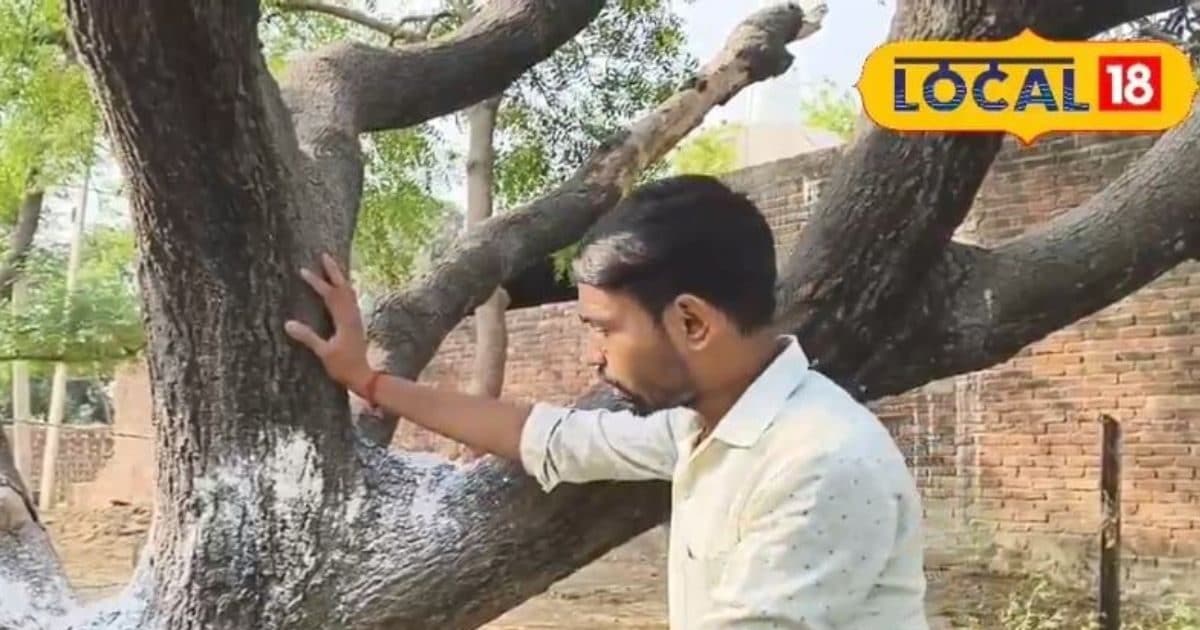 आम की फसल में कीट-पतंगों का बढ़ता खतरा? आज ही अपनाएं ये सस्ता और असरदार घरेलू उपाय, पैदावार भी होगी दोगुनी