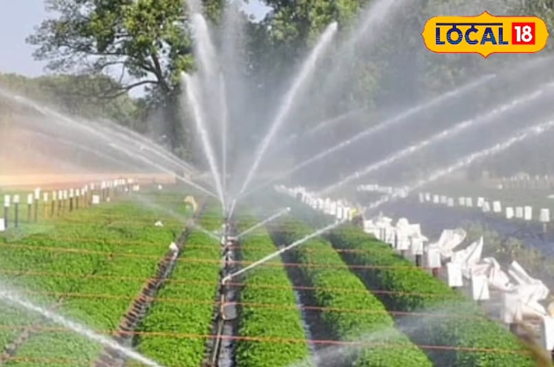 khargone farmers news, weed control in bt cotton, खरगोन में खरपतवार समस्या, खरपतवार मारने की दवा, chare se fasal ka nuksan, how to remove weed from farm, cotton soybean maize weed issue, farm weed spray timing, best herbicide for cotton, खरगोन कृषि समाचार, Agriculture tips, Cotton and soybean crop tips, kharpatwar niyantran, एग्रीकल्चर टिप्स, खरीब फसलों में चारा नियंत्रण, खरपतवार नियंत्रण कैसे करे, local18, khargone letest news, Madhya Pradesh hindi news, कुल्पा चलाने के फायदे, local18