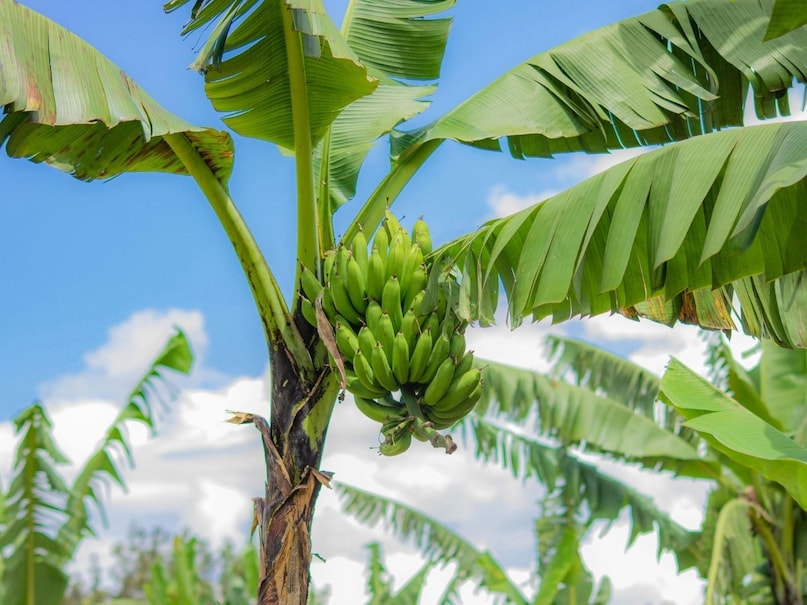 Banana Tree
