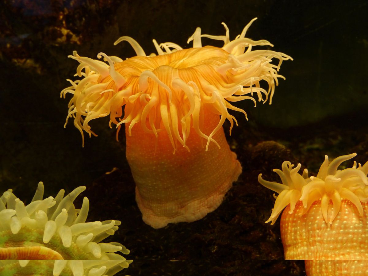 5 Living Creature That Do Not Have A Brain-5 organisms do not have brain 2 Beadlet anemone