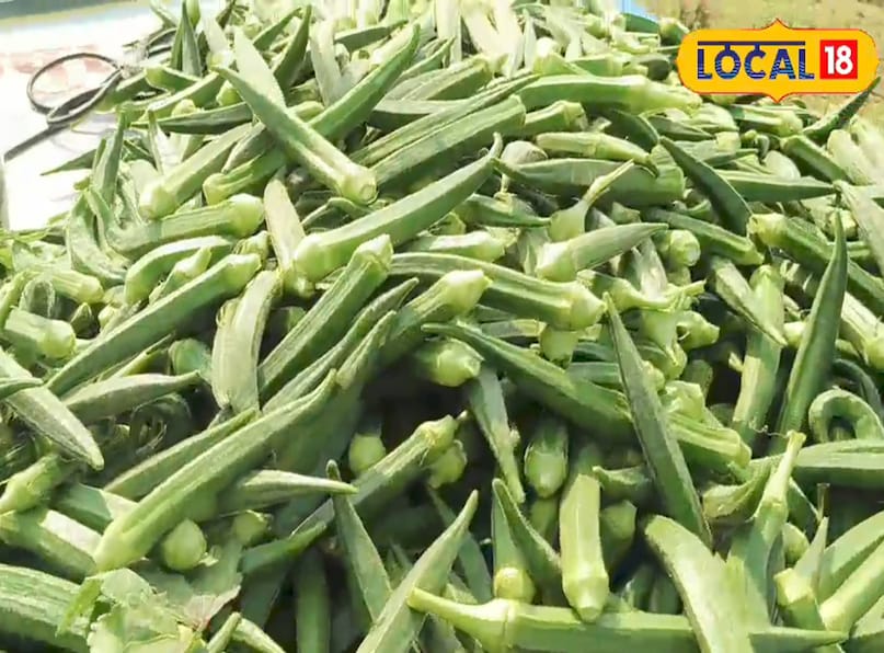 Bhindi Farming, भिंडी की खेती, Ladyfinger Cultivation, भिंडी की बुवाई, Summer Crops, ग्रीष्मकालीन फसलें, Hybrid Varieties, संकर किस्में
