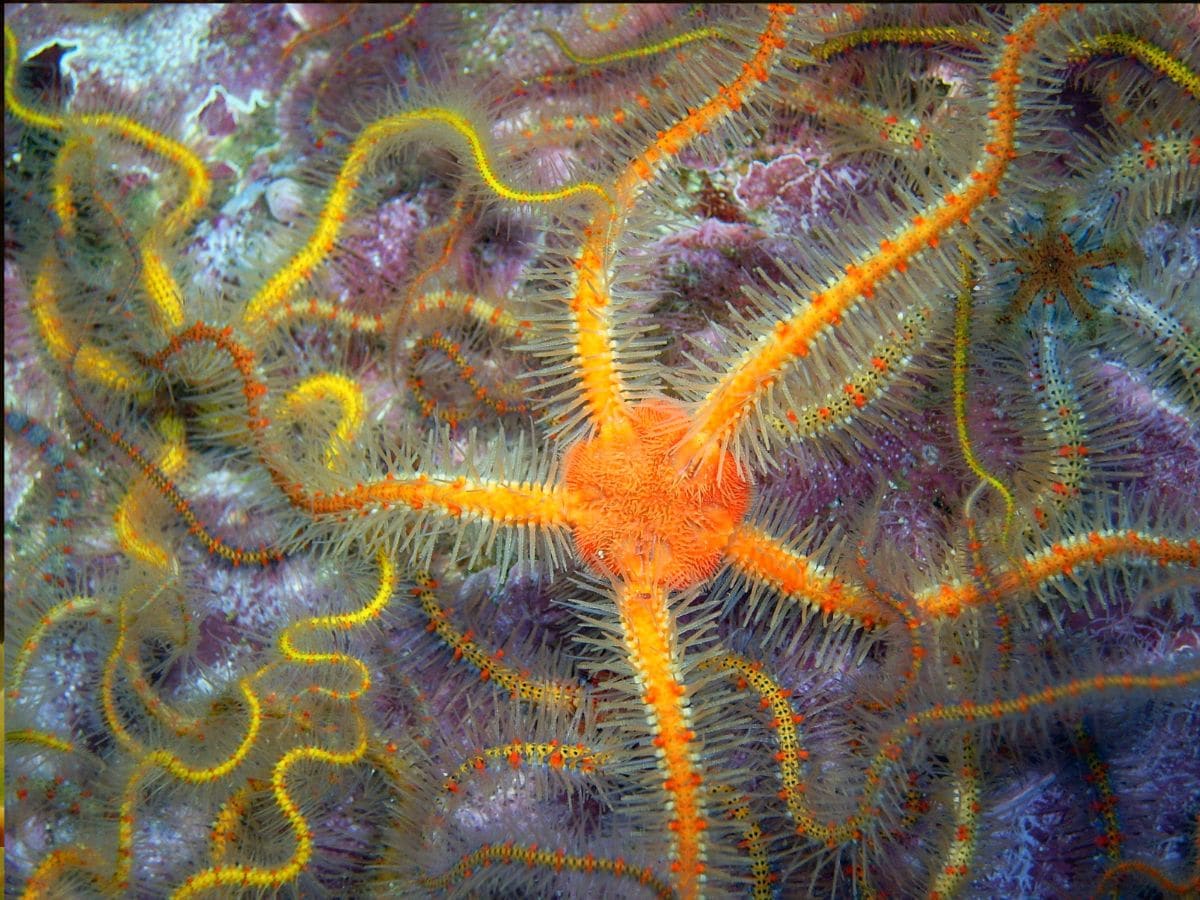 5 Living Creature That Do Not Have A Brain-5 organisms do not have brain 3 Brittle stars
