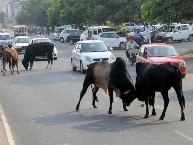 नुकसान, एक कार गायों से टकरा गई, क्या बीमा कंपनी इस क्षति की भरपाई करेगी? नुकसान, एक कार गायों से टकरा गई, क्या बीमा कंपनी इस क्षति की भरपाई करेगी?