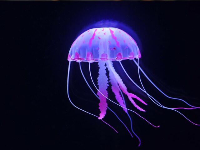 General Knowledge: Do you know that these 5 organisms do not have brain