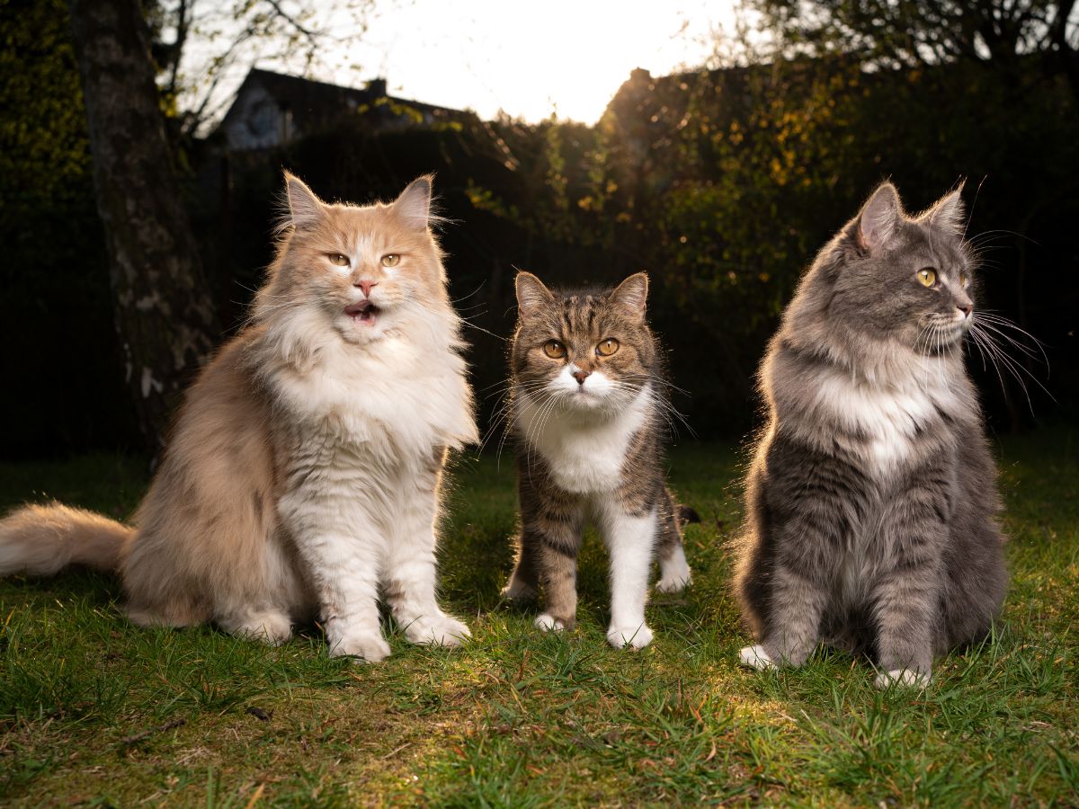 Cats-401-canva-2025-05-60a141d5754b620a9fa37089d591d42a Neighbors felt foul stench form a house police found 100 dead cats in it - very bad smell was coming from home, when the police went inside and saw the sight of 100 cats!