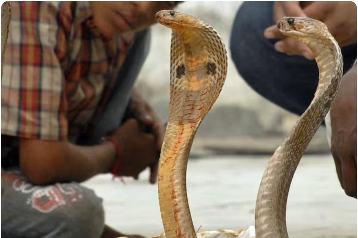 कोबरा बने बारात के स्पेशल गेस्ट ऐसा नागिन डांस हुआ कि वन विभाग के उड़े होश