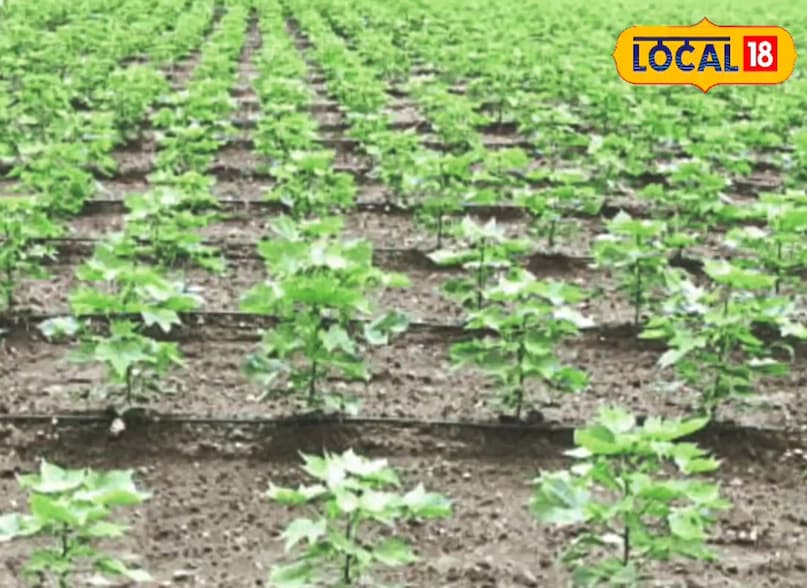 Farming Tips, weed control,  weed control management, Crop loss, weeds, tips and tricks, farmers news , weed control in bt cotton , खरपतवार समस्या , खरपतवार मारने की दवा , chare se fasal ka nuksan , how to remove weed from farm , cotton soybean maize weed issue , farm weed spray timing , best herbicide for cotton , खरगोन कृषि समाचार