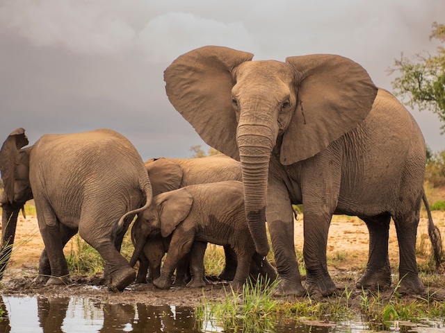 General Knowledge: Do you know why elephant does not get cancer General Knowledge: Do you know why elephant does not get cancer