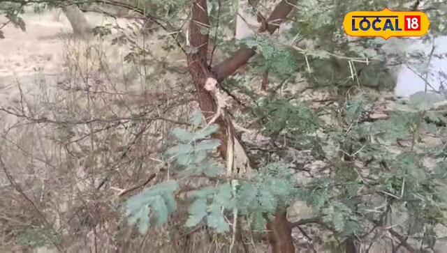 Acacia