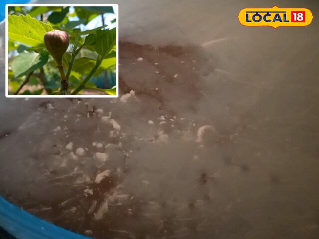 सहारनपुर