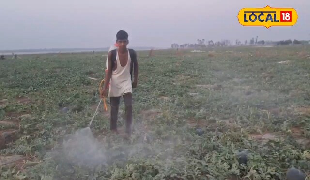 तरबूज की फसल में लग रहा है कीट तो किसान भाई करें इस दवा का छिड़काव, बचे रहेंगे फल, पैदावार भी होगी डबल!