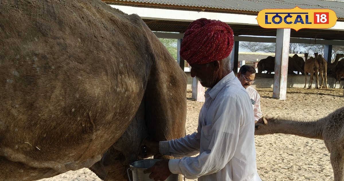 Camel Problem unique this machine cattle owners not face problem get camel milk