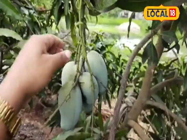 एक नाम…दो पहचान, खुशबू और मिठास का संगम है ये आम, जुबा पर रखते ही कहेंगे वाह! बाजार में मचा देता है हलचल