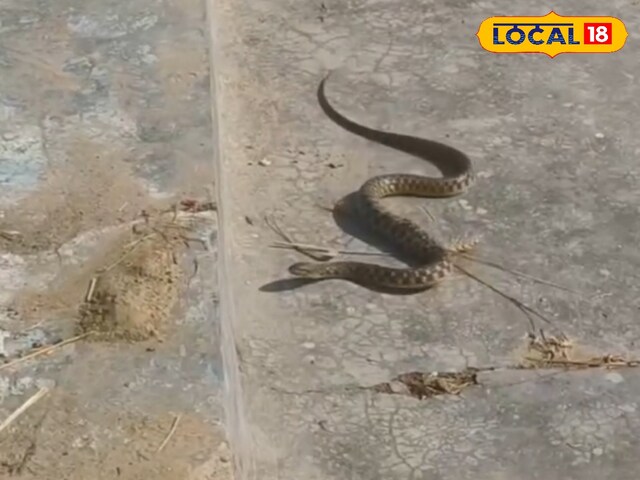 HYP_5153854_cropped_05052025_203259_img_20250505_202310_waterm_2 This video equivalent to playing with Danger Snake Dance