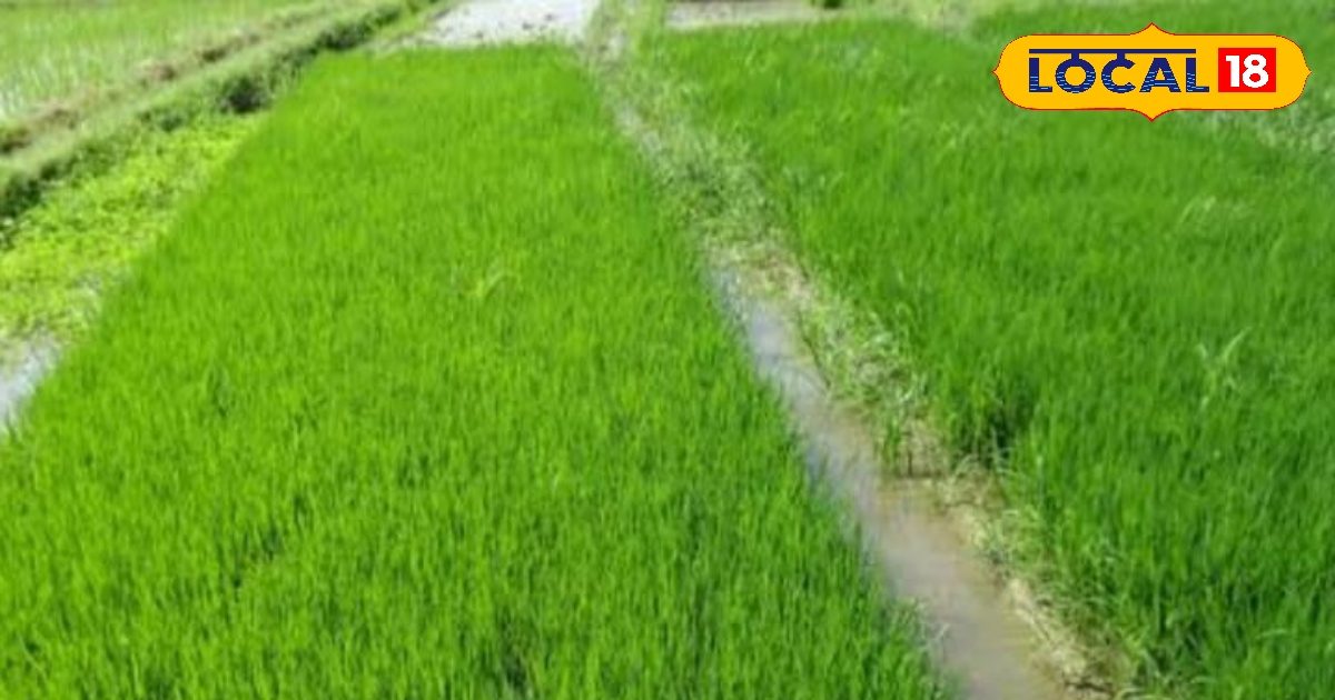 धान की नर्सरी तैयार करने से पहले कर लें ये छोटा सा काम….नहीं लगेगा रोग…बंपर होगी पैदावार