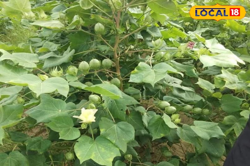 कृषि युक्तियाँ 