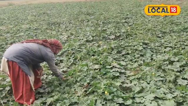 सरसों सरसों