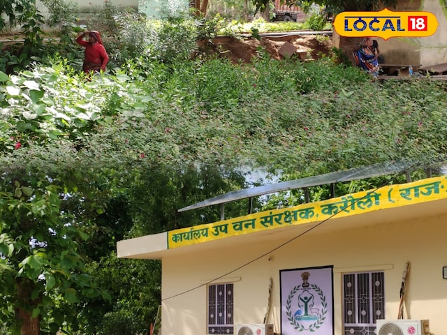 हरियालो राजस्थान अभियान, करौली में 12 लाख पौधों का रोपण हरियालो राजस्थान अभियान, करौली में 12 लाख पौधों का रोपण