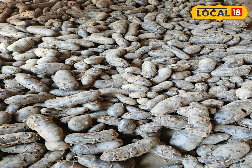 Health News: सीतामढ़ी में काले आलू की खेती, आयुर्वेदाचार्य ने बताए इसके चमत्कारी फायदे, पाचन तंत्र होगा मजबूत