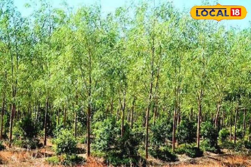 चंदन की खेती चंदन की खेती