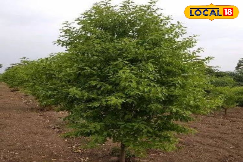 चंदन की खेती चंदन की खेती