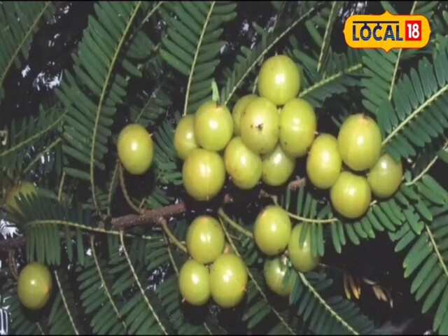 इस फल में है दवाइयों का पूरा खजाना! आंखों की रोशनी से लेकर इम्यून सिस्टम के लिए फायदेमंद, जानें आयुर्वेदिक गुण