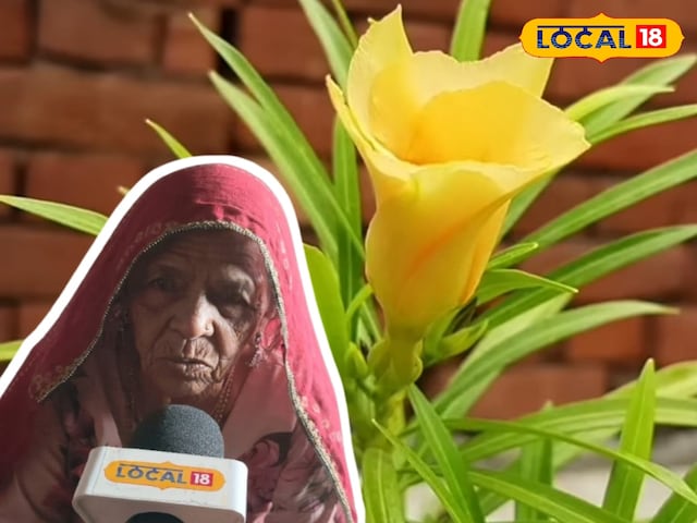 कनेर कनेर