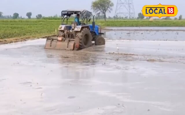 चावल