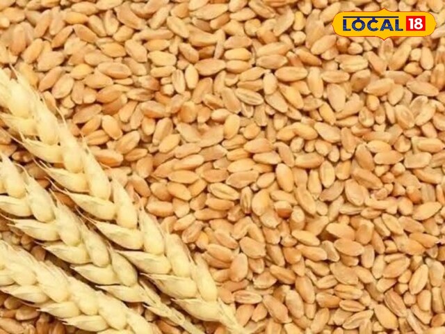 अब विदेशों तक जाएगा झांसी का कठिया गेहूं, किसान खुद करेंगे मार्केटिंग…