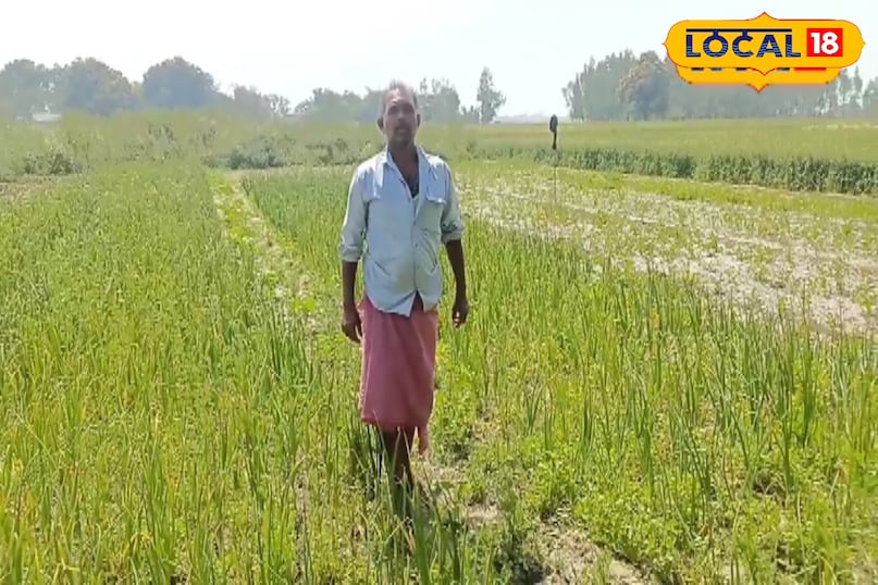 खास खेती किसानों को फायदा खेती किसानी हो रहा मुनाफा कुछ माह में होती है तैयार अच्छी फसल अमेठी उत्तर प्रदेश न्यूज़ 18 हिंदी Special farming benefits farmers, farming is making profit, good crop is ready in a few months, Amethi, Uttar Pradesh News 18 Hindi