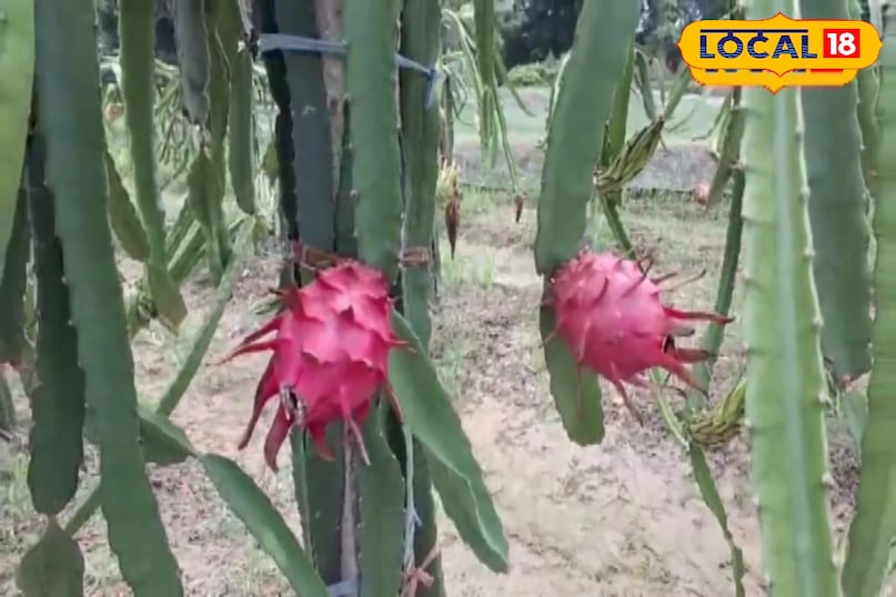 खास खेती किसानों को फायदा खेती किसानी हो रहा मुनाफा कुछ माह में होती है तैयार अच्छी फसल अमेठी उत्तर प्रदेश न्यूज़ 18 हिंदी Special farming benefits farmers, farming is making profit, good crop is ready in a few months, Amethi, Uttar Pradesh News 18 Hindi