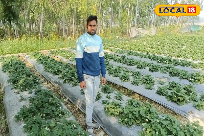 खास खेती किसानों को फायदा खेती किसानी हो रहा मुनाफा कुछ माह में होती है तैयार अच्छी फसल अमेठी उत्तर प्रदेश न्यूज़ 18 हिंदी Special farming benefits farmers, farming is making profit, good crop is ready in a few months, Amethi, Uttar Pradesh News 18 Hindi खास खेती किसानों को फायदा खेती किसानी हो रहा मुनाफा कुछ माह में होती है तैयार अच्छी फसल अमेठी उत्तर प्रदेश न्यूज़ 18 हिंदी Special farming benefits farmers, farming is making profit, good crop is ready in a few months, Amethi, Uttar Pradesh News 18 Hindi