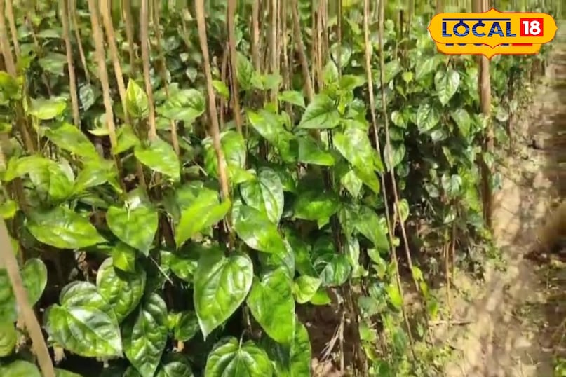 खास खेती किसानों को फायदा खेती किसानी हो रहा मुनाफा कुछ माह में होती है तैयार अच्छी फसल अमेठी उत्तर प्रदेश न्यूज़ 18 हिंदी Special farming benefits farmers, farming is making profit, good crop is ready in a few months, Amethi, Uttar Pradesh News 18 Hindi