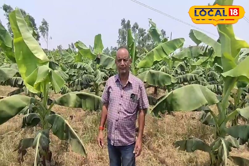 खास खेती किसानों को फायदा खेती किसानी हो रहा मुनाफा कुछ माह में होती है तैयार अच्छी फसल अमेठी उत्तर प्रदेश न्यूज़ 18 हिंदी Special farming benefits farmers, farming is making profit, good crop is ready in a few months, Amethi, Uttar Pradesh News 18 Hindi खास खेती किसानों को फायदा खेती किसानी हो रहा मुनाफा कुछ माह में होती है तैयार अच्छी फसल अमेठी उत्तर प्रदेश न्यूज़ 18 हिंदी Special farming benefits farmers, farming is making profit, good crop is ready in a few months, Amethi, Uttar Pradesh News 18 Hindi