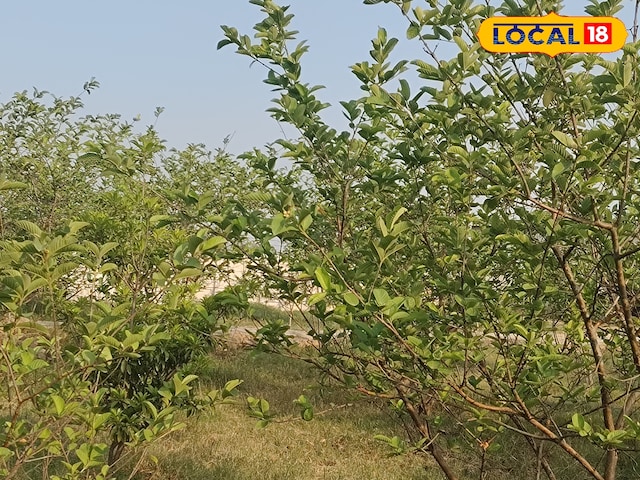 सेवानिवृत्त सेवानिवृत्त