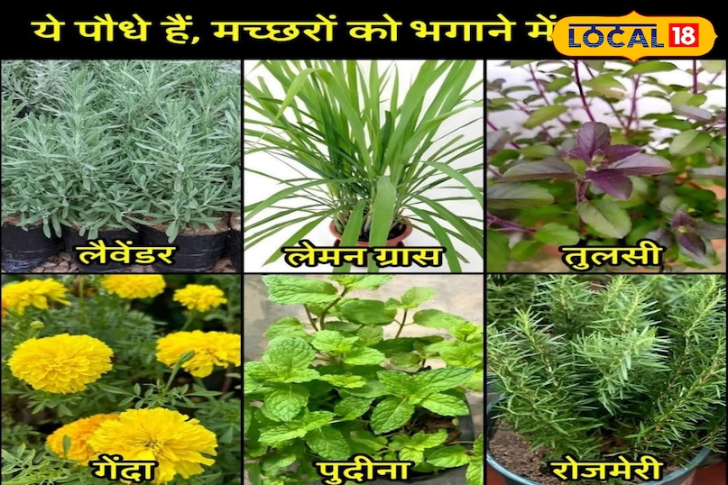 समाचार 18 