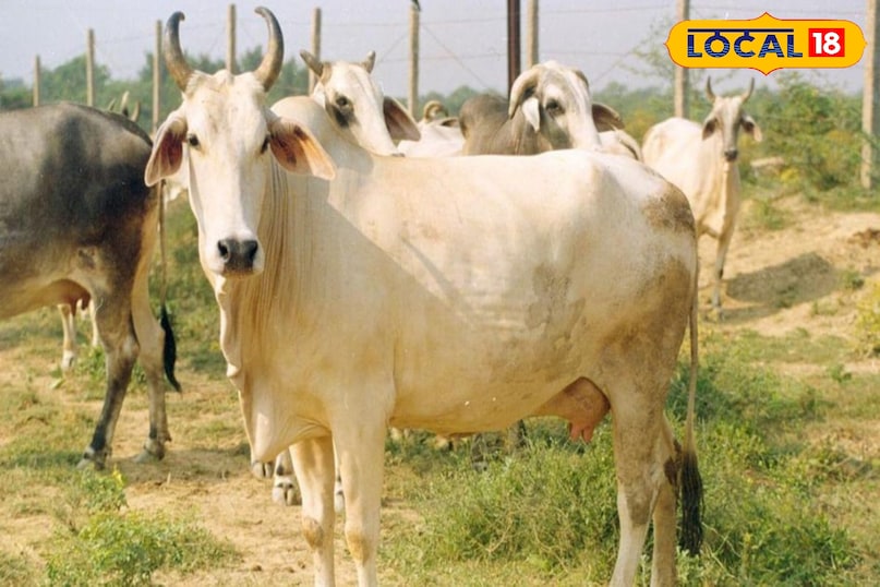 गाय गाय