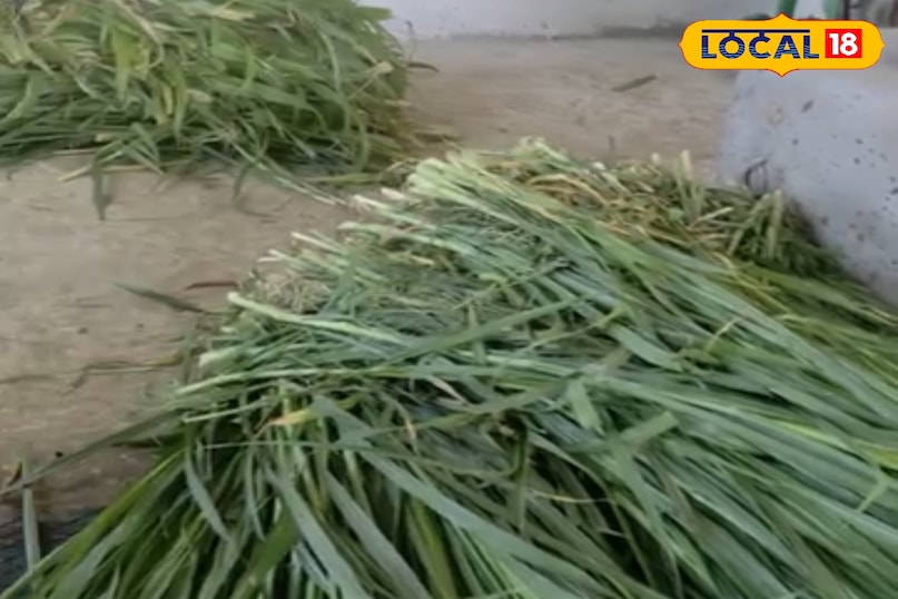 नेपियर ग्रास नेपियर ग्रास