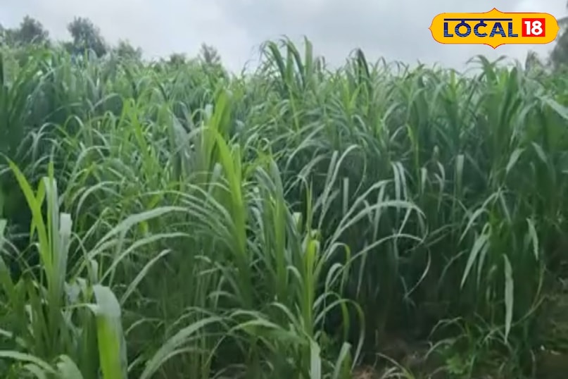 नेपियर ग्रास