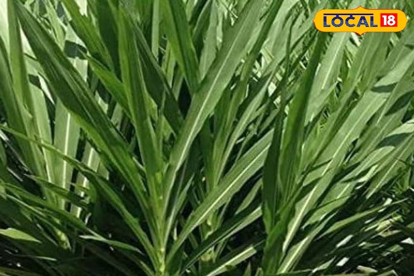 नेपियर ग्रास नेपियर ग्रास