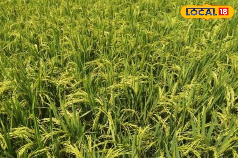 धान धान