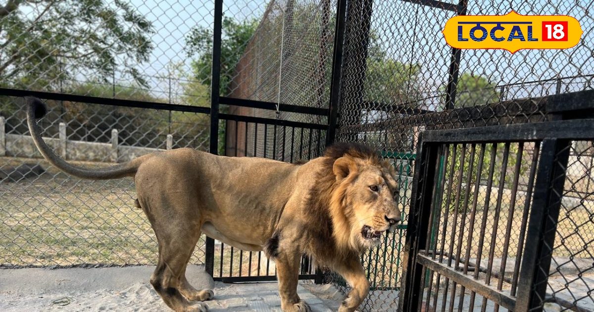 Kanpur Zoo: कानपुर जू में बीमार बब्बर शेर पटौदी की मौत.