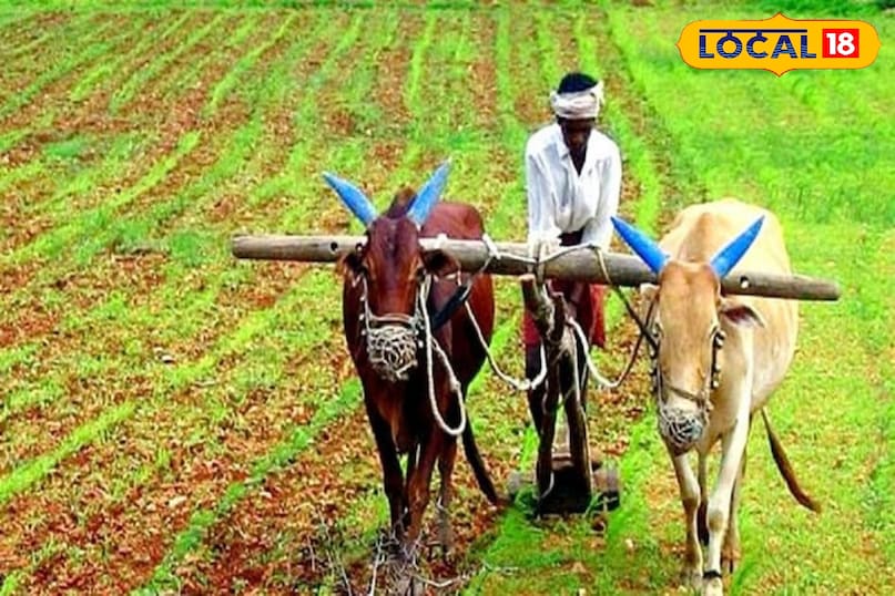 Pm kisan, pm kisan 20th installment, pm kisan 20th installment date, pm kisan 20th installment news, pm kisan latest news, pm kisan status, pm kisan samman nidhi, pm kisan samman nidhi status, pm kisan yojana 20th installment date, Pm kisan, pm kisan 20th installment, pm kisan 20th installment date, pm kisan 20th installment news, pm kisan latest news, pm kisan status, pm kisan samman nidhi, pm kisan samman nidhi status, pm kisan yojana 20th installment date,
