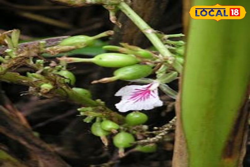 समाचार 18 समाचार 18