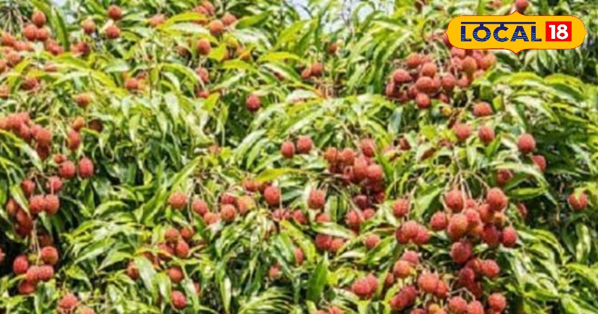 लीची खट्टी है या मीठी…मिनटों में करें पता, अपनाएं ये तरीका, देखते ही खुद उगल देगी सच