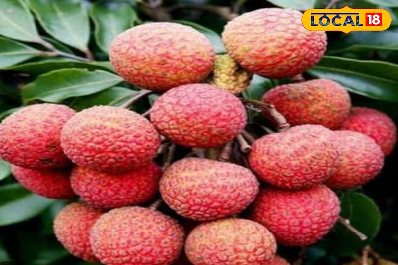 लीची