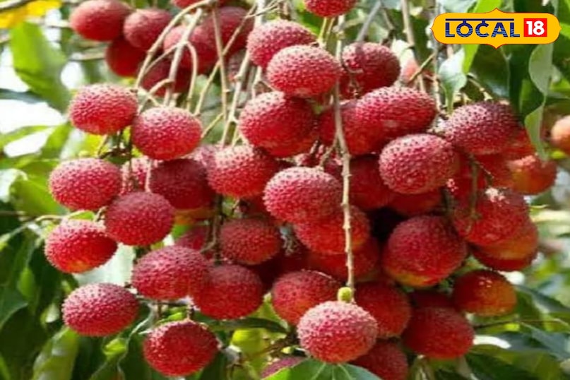 लीची