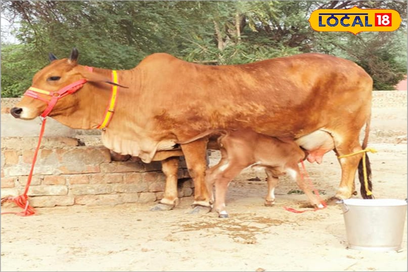 समाचार 18 