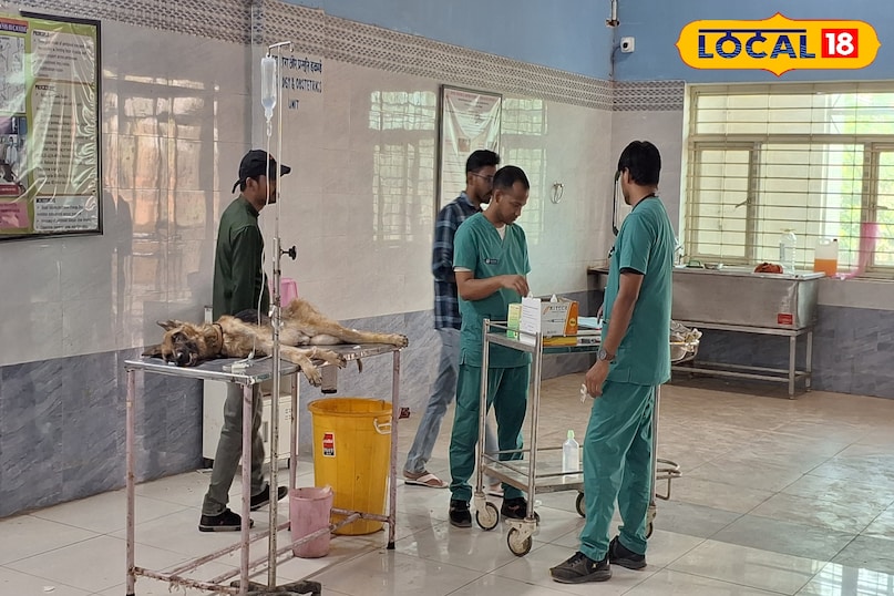 best vetnary hospital mirzapur 