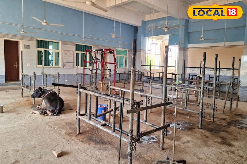 cow hospital in mirzapur cow hospital in mirzapur